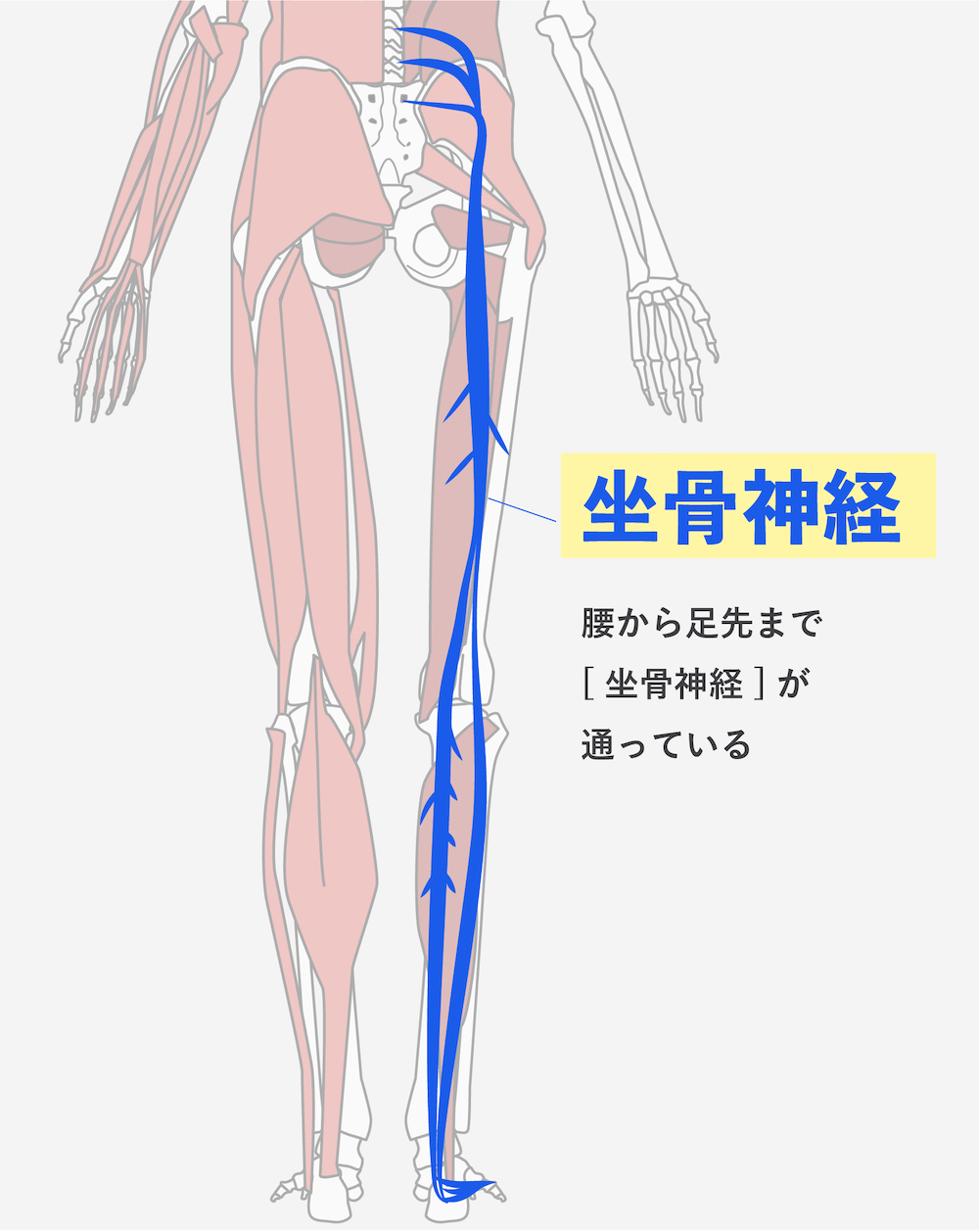 坐骨神経（腰から足先まで [ 坐骨神経 ]が通っている）